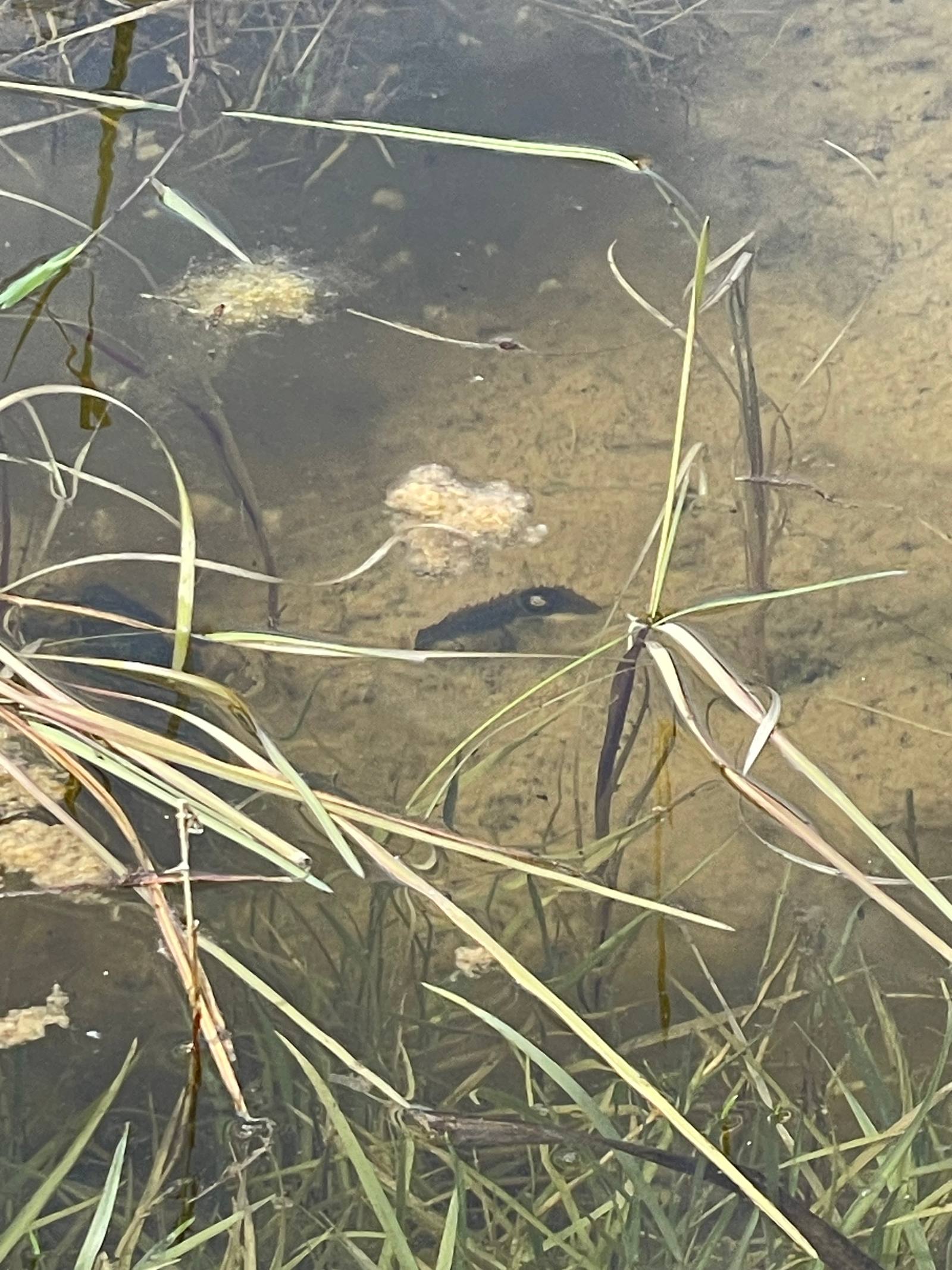 A newt in the pond.