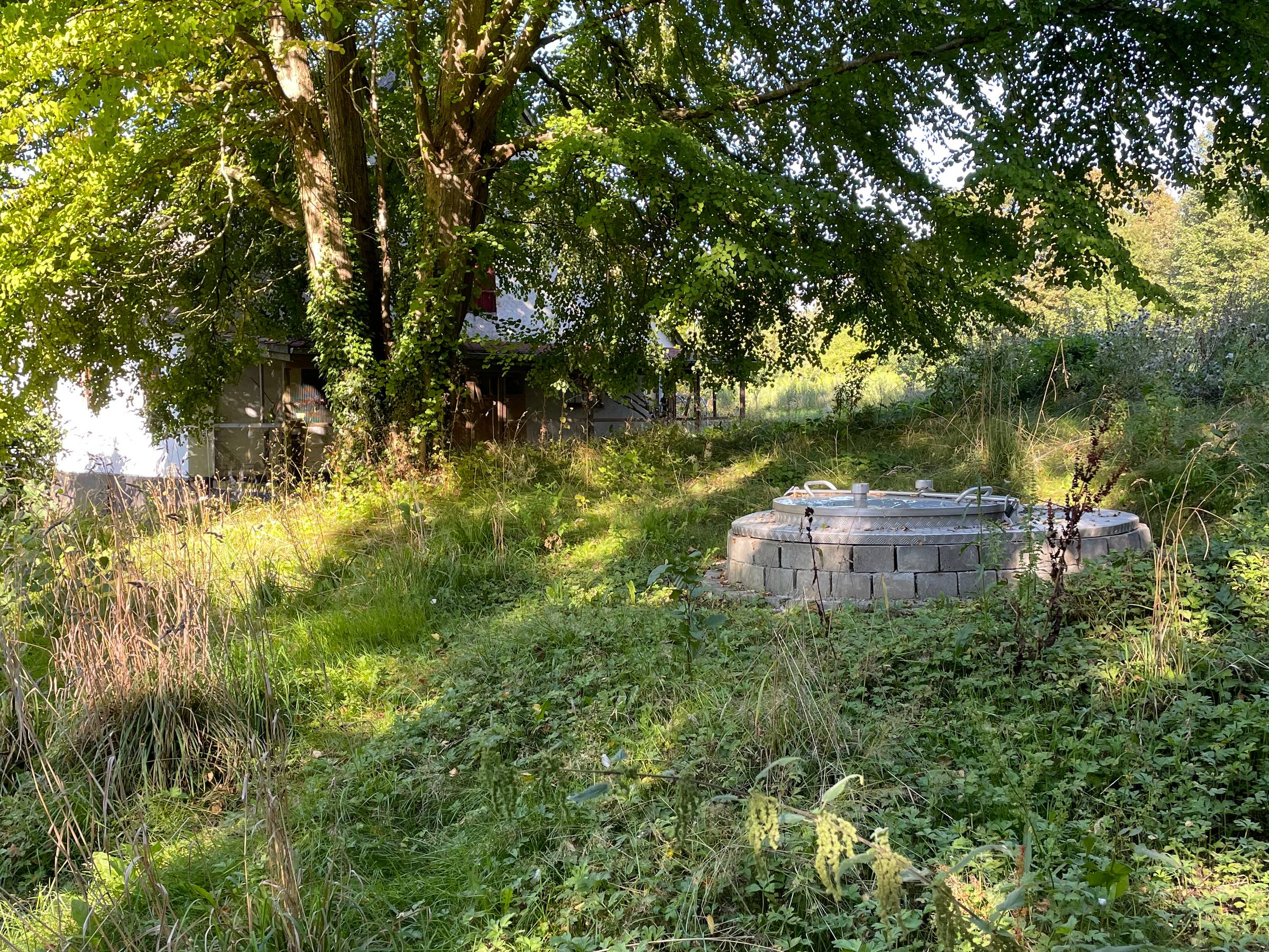 Brøndhovedet i græsset under et stort træ, i sommerlys.