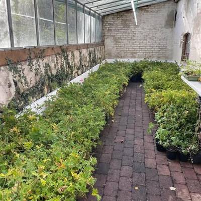 Drivhuset med geranium.