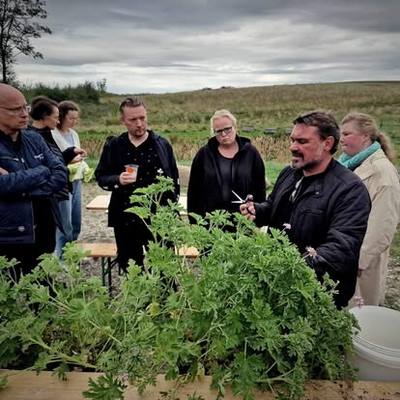 Henrik Hammer skærer geranium og fortæller for besøgende.