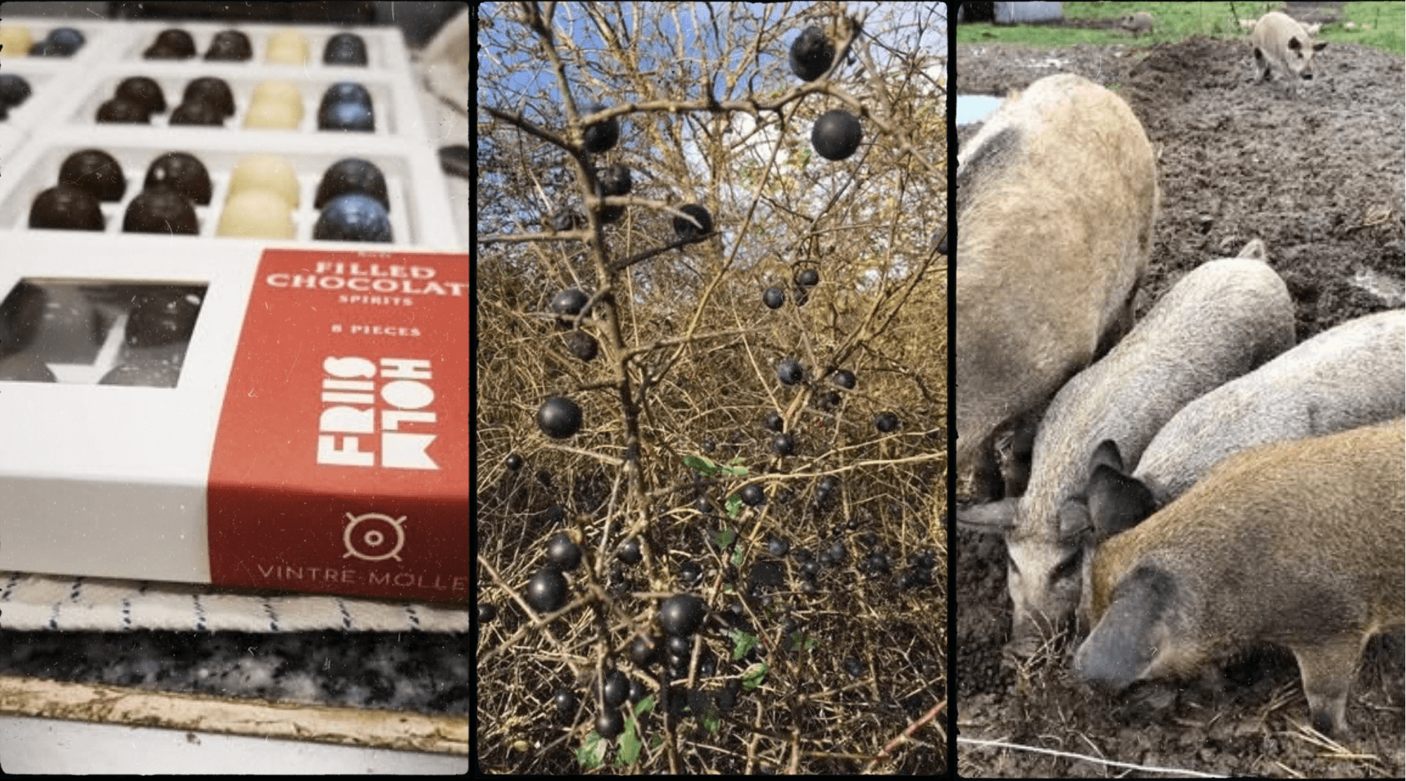 Tre billeder: en æske fyldte chokolader fra Friis-Holm med spiritus fra Vintre Møller, slåenbær på en tjørnebusk og grise, der roder i en mudret mark.